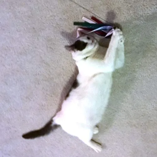 CoolCyberCats - Cinta de piel y accesorios para gatos – Para gatos salvajes y pájaros populares y atrapasueños de tipo varitas/bastones