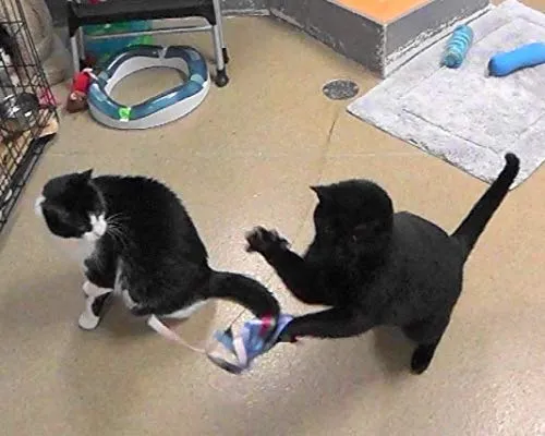 CoolCyberCats - Cinta de piel y accesorios para gatos – Para gatos salvajes y pájaros populares y atrapasueños de tipo varitas/bastones