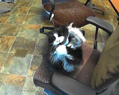 CoolCyberCats - Cinta de piel y accesorios para gatos – Para gatos salvajes y pájaros populares y atrapasueños de tipo varitas/bastones