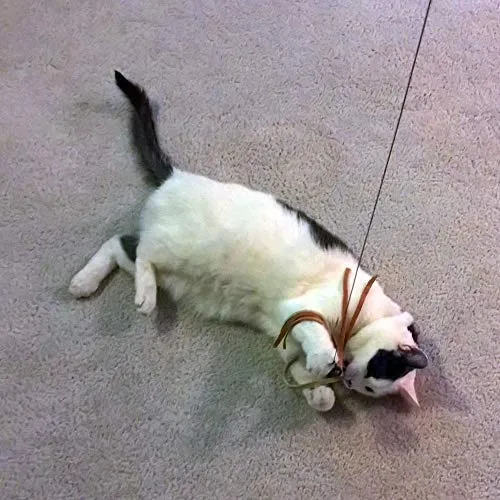 CoolCyberCats - Cinta de piel y accesorios para gatos – Para gatos salvajes y pájaros populares y atrapasueños de tipo varitas/bastones