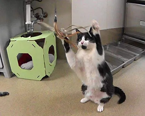 CoolCyberCats - Cinta de piel y accesorios para gatos – Para gatos salvajes y pájaros populares y atrapasueños de tipo varitas/bastones