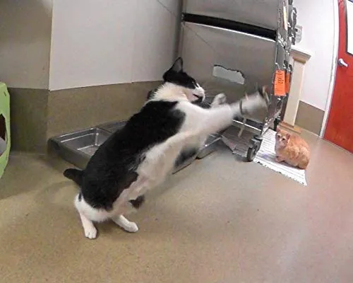 CoolCyberCats - Cinta de piel y accesorios para gatos – Para gatos salvajes y pájaros populares y atrapasueños de tipo varitas/bastones