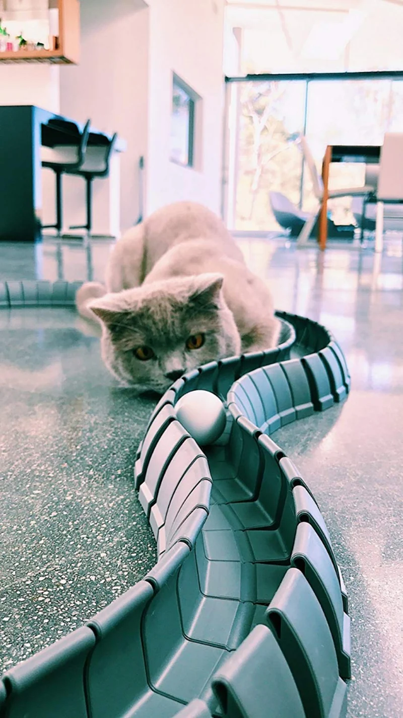 Magic Cat Track y pelota tamaño doble, juguete para gatos, Gatos, Mascotas, Kitties, que consta de 16 'flexible pistas y 4 bolas)