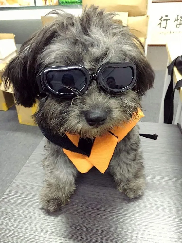 Enjoying Dog Goggles - Small Dog Sunglasses Waterproof Windproof UV Protection for Doggy Puppy Cat