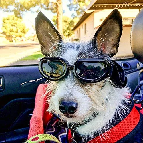 Enjoying Dog Goggles - Small Dog Sunglasses Waterproof Windproof UV Protection for Doggy Puppy Cat