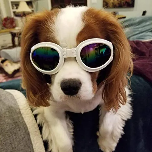 QUMY Dog Goggles Eye Wear Protection Waterproof Pet Sunglasses for Dogs About Over 15 lbs