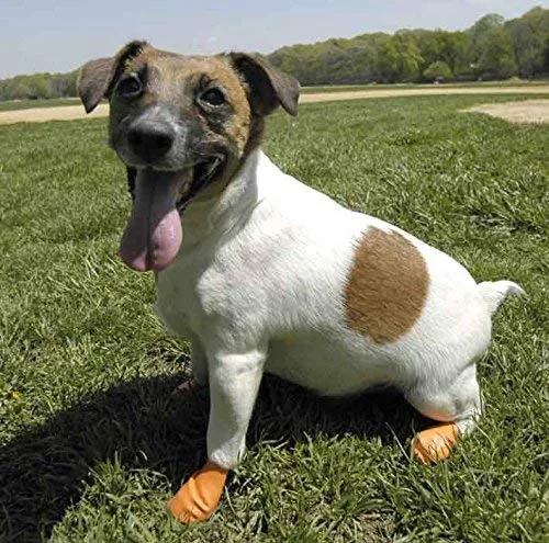 Pawz Botas para perros, impermeables, XS, Anaranjado