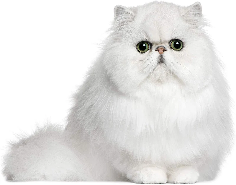 Toallitas quitamanchas Eye Envy para gatos – 60 unidades