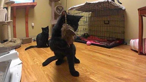 Divertido pájaro/Bate/BUGS Recambio/attachment- se adapta a Wildcat, da pájaro y Cat Catcher postes y varitas