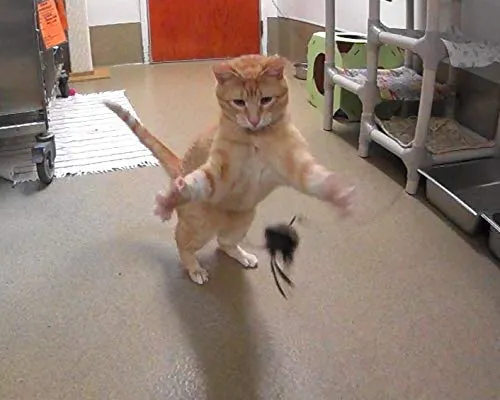Divertido pájaro/Bate/BUGS Recambio/attachment- se adapta a Wildcat, da pájaro y Cat Catcher postes y varitas
