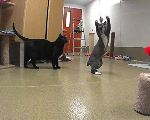 Divertido pájaro/Bate/BUGS Recambio/attachment- se adapta a Wildcat, da pájaro y Cat Catcher postes y varitas
