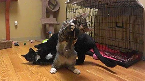 Divertido pájaro/Bate/BUGS Recambio/attachment- se adapta a Wildcat, da pájaro y Cat Catcher postes y varitas