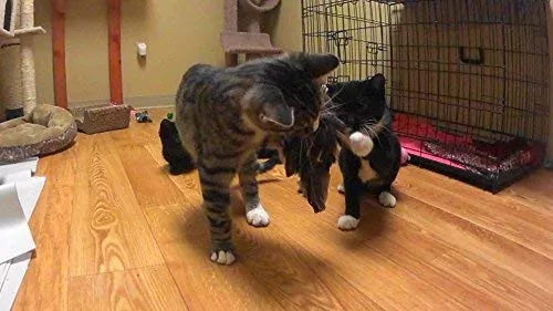 Divertido pájaro/Bate/BUGS Recambio/attachment- se adapta a Wildcat, da pájaro y Cat Catcher postes y varitas