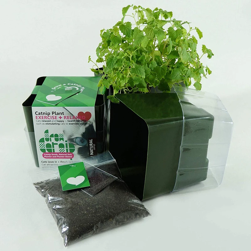 Priscilla la Haga crecer su propia Catnip Kit para tu mascota Kitty Cat
