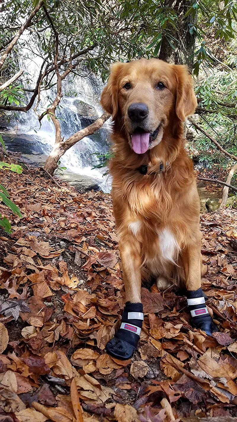 Botas protectoras para patas de perro en neopreno, para todos los climas, con correas retráctiles en 5 tamaños.