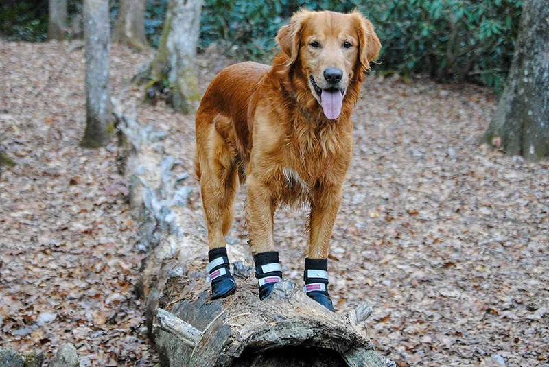 Botas protectoras para patas de perro en neopreno, para todos los climas, con correas retráctiles en 5 tamaños.