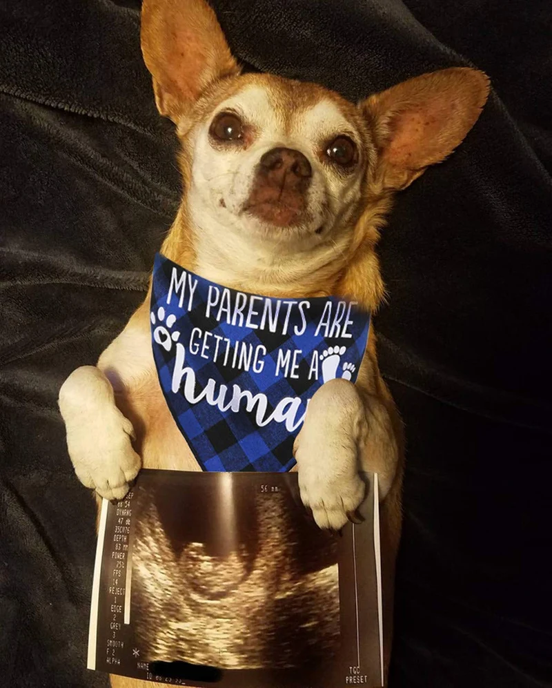 JPB My Parents are Getting Me a Human2 Pack Bandana para perro con revelación de género