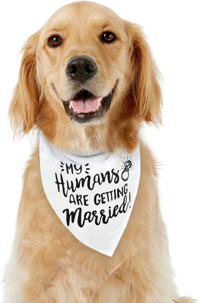 Bandana para perro My Humans are Getting Married Dog Bandana, bandana para perro de boda, anuncio de compromiso, accesorio para fotos de boda, bufanda para mascotas, mascota