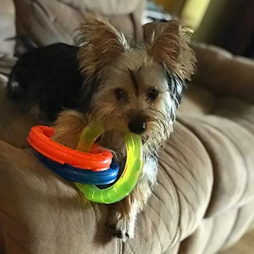 Nerf Dog - Juguete para perro, multicanal, TPR