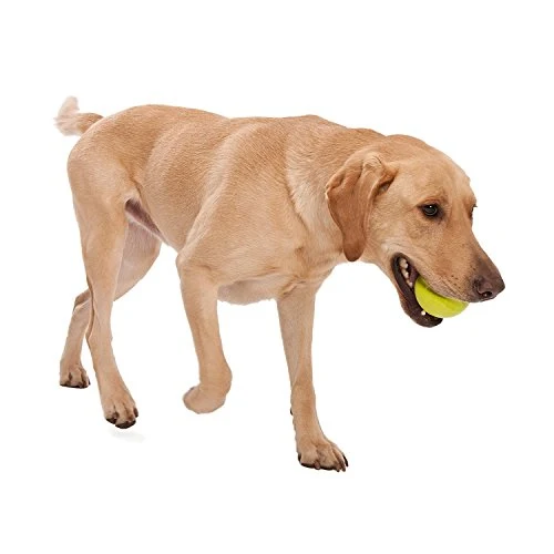 West Paw, Juguete en forma de balón para perro, masticable y resistente, diseño Jive Zogoflex