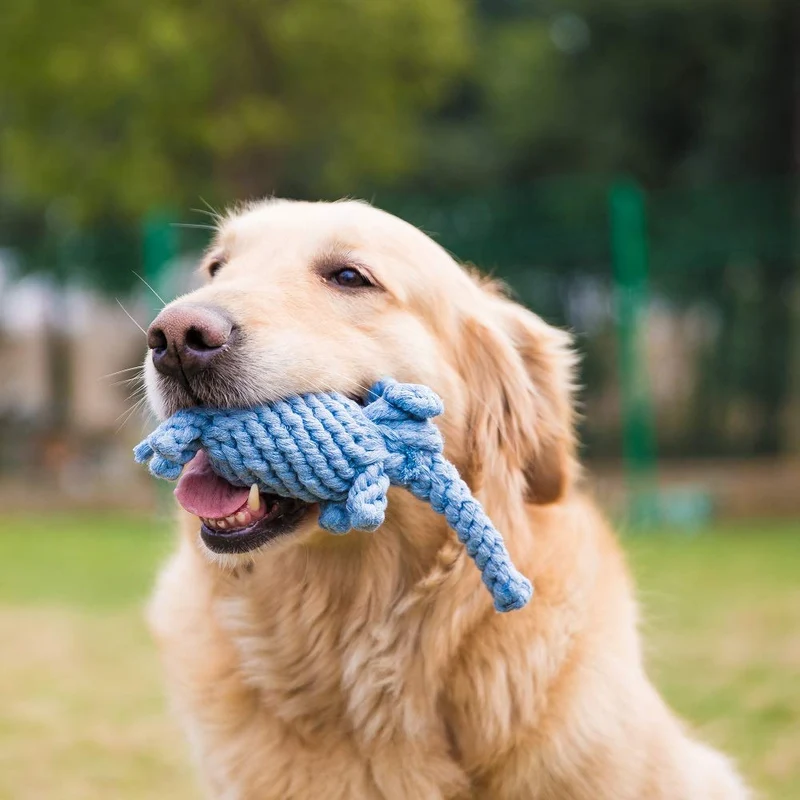 HIPIPET - Cuerda de juguete para perros para razas medianas y grandes (10 unidades, casi indestructible)