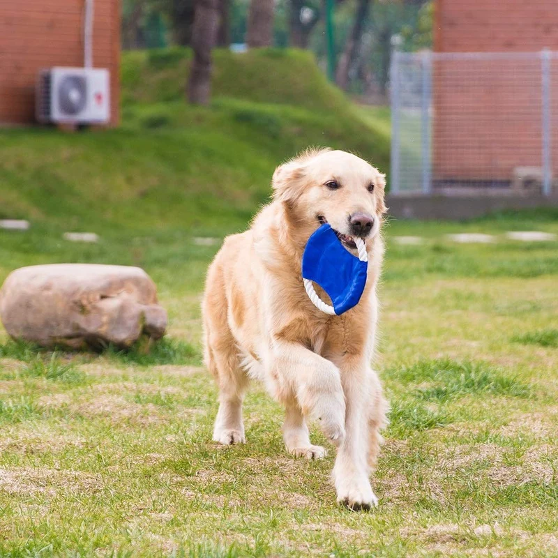 HIPIPET - Cuerda de juguete para perros para razas medianas y grandes (10 unidades, casi indestructible)