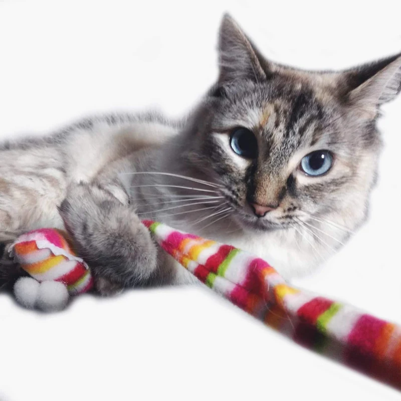 2 Soft Furry y Feather Teaser Varita Y Exerciser para gato y kitten – Cat Juguete interactivo