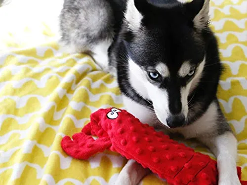 ZippyPaws – Botella Crusherz, sin relleno perro juguete con Reusable Squeaker – Utilice botellas de agua vacías para Crunchy Chew juguetes