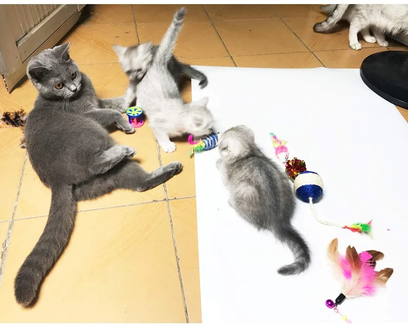 Cat Toys – Surtido Pack 20 Piezas Contiene Wand Varita Teaser Refill Ferret juguetes interactivos Pliegue bolas Furry Ratones bola con Bell mejor Catnip juguetes mouse de peluche con sonajero, mejor regalo de Navidad para Kitty