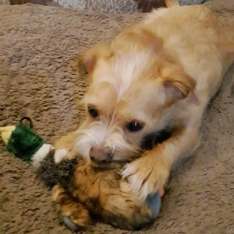 Juguete para perro de Wangstar Pet Mallard, juguete para perro chirriante, juguete para perros pequeños y medianos