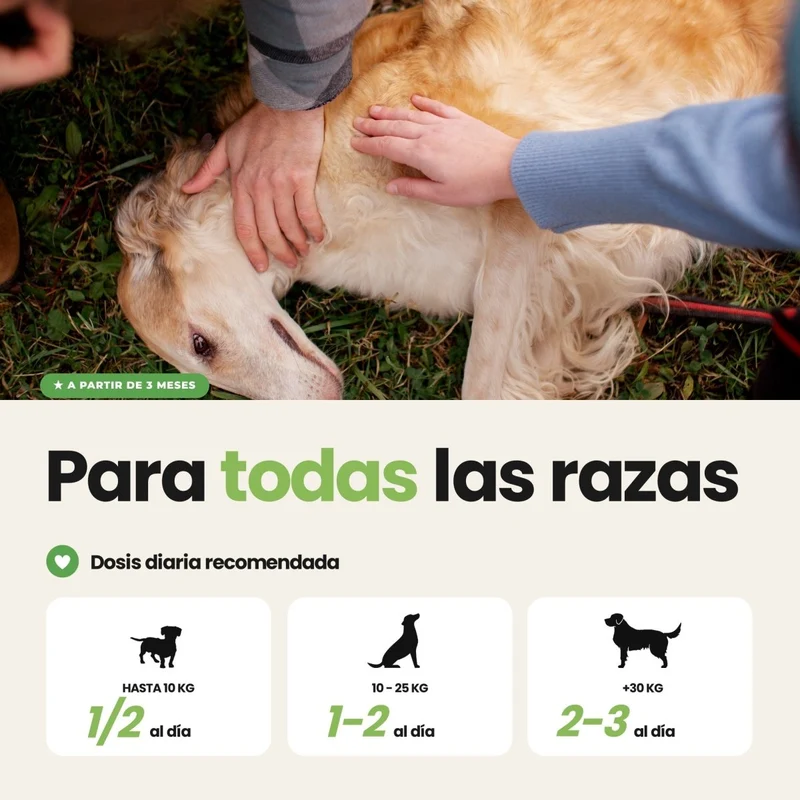 Higiene bucodental para perros | Suscríbete y ahorra