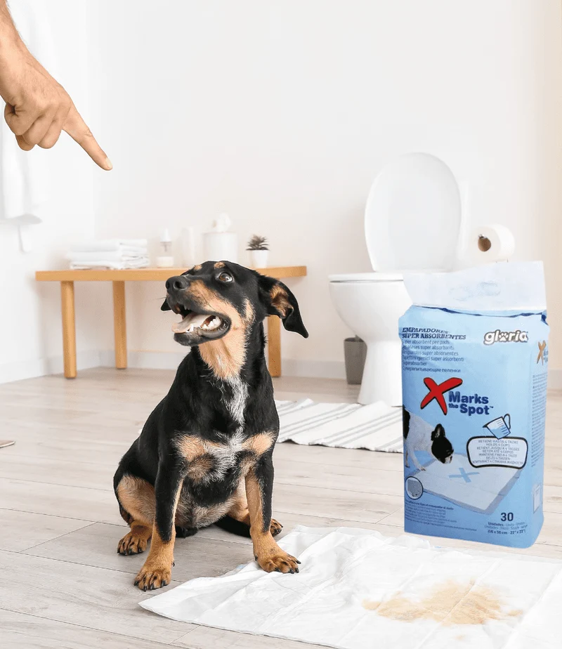 Empapadores súper absorbentes para perros
