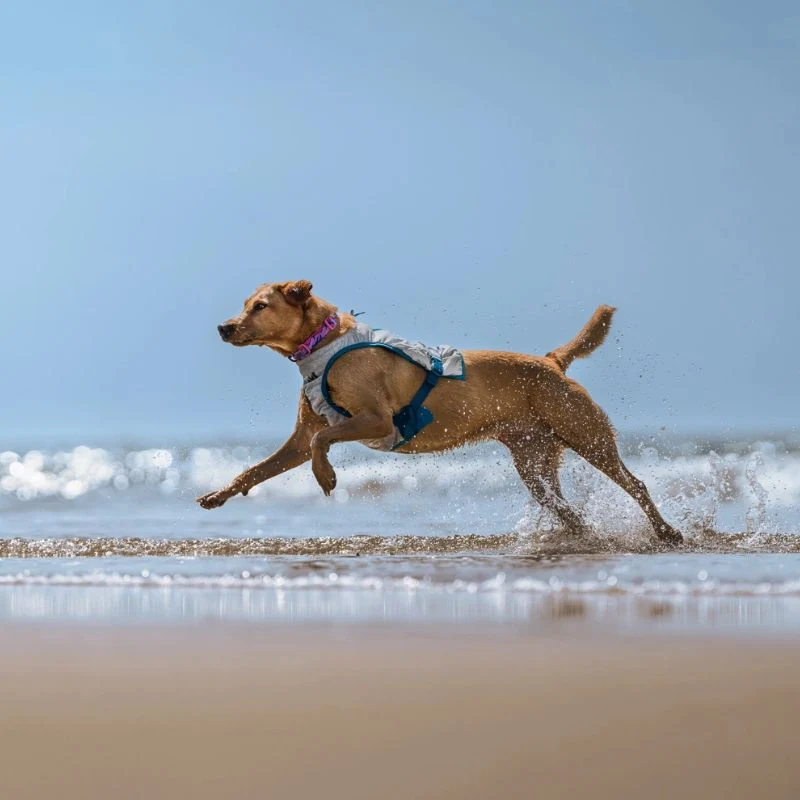 NON STOP DOGWEAR CHALECO REFRESCANTE PERROS