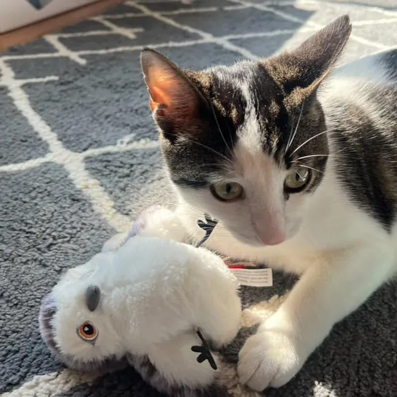 Jouet Oiseau Interactif Rechargeable pour Chat