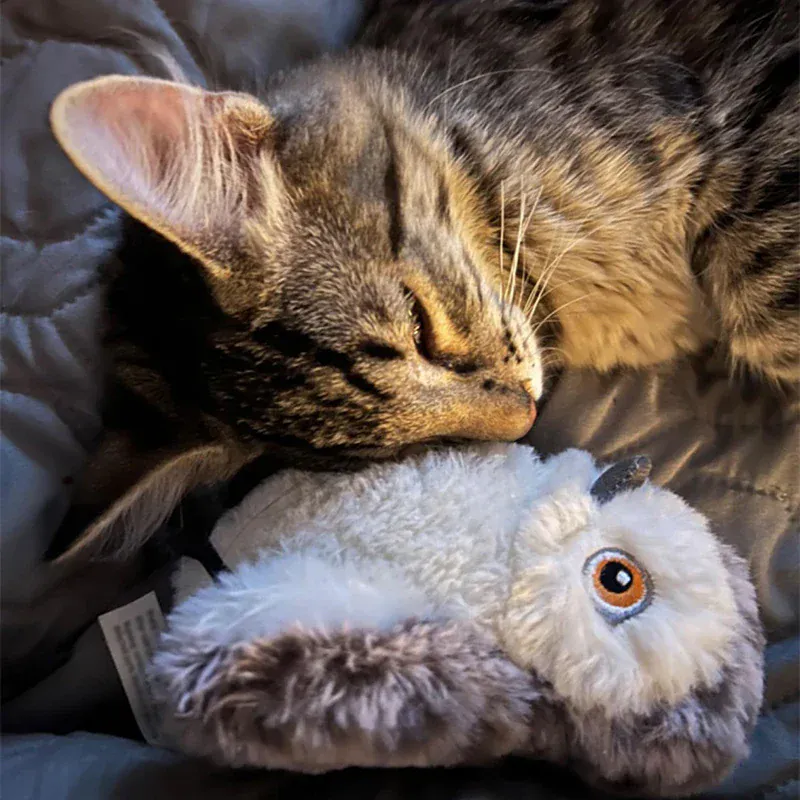 Jouet Oiseau Interactif Rechargeable pour Chat
