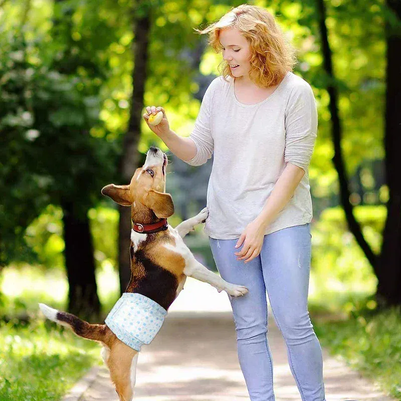 Couches Jetables pour Chien Ultra Absorbantes Lot de 10