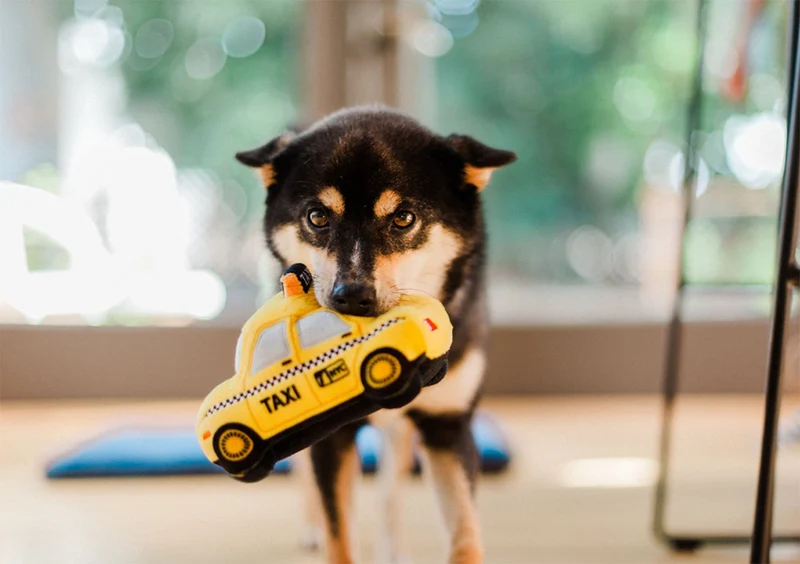 Pet Play Taxi Yap