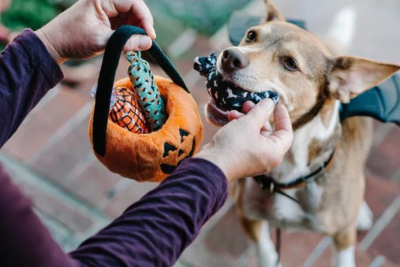 Pet Play Calabaza