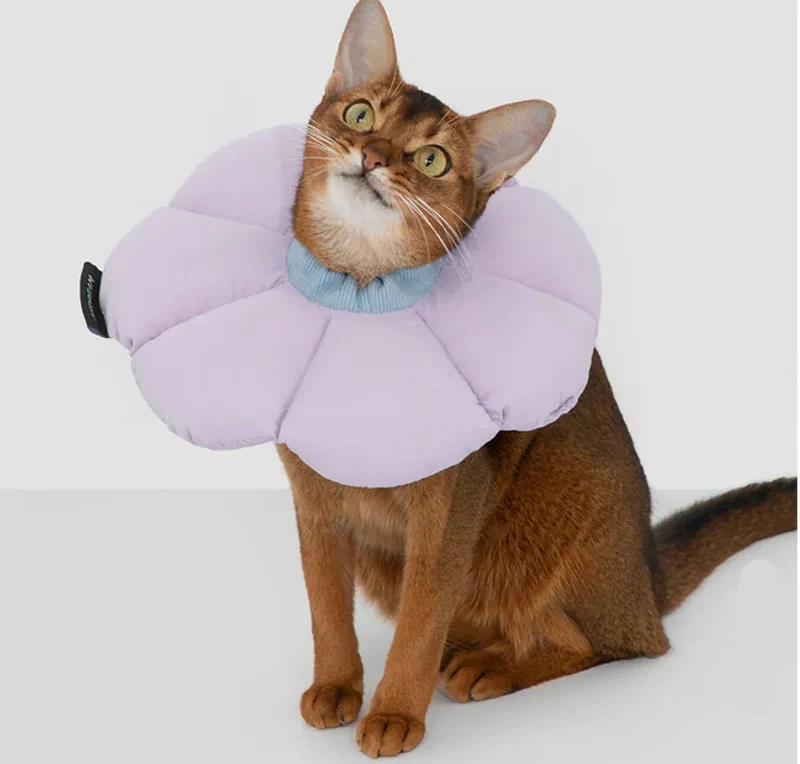 Collerette de Protection Fleur pour Chat Réglable