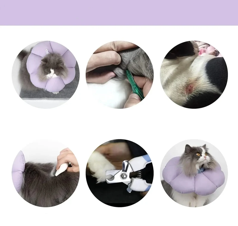 Collerette de Protection Fleur pour Chat Réglable