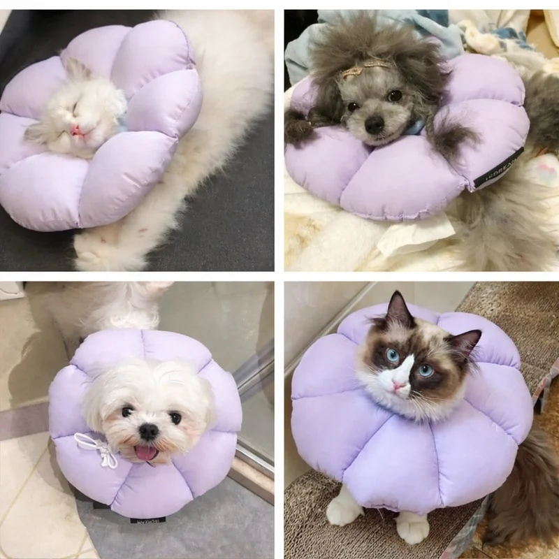 Collerette de Protection Fleur pour Chat Réglable
