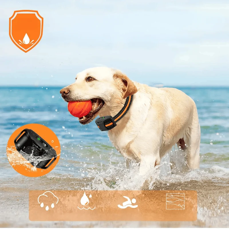 Collier de Dressage pour Chien avec Télécommande Rechargeable