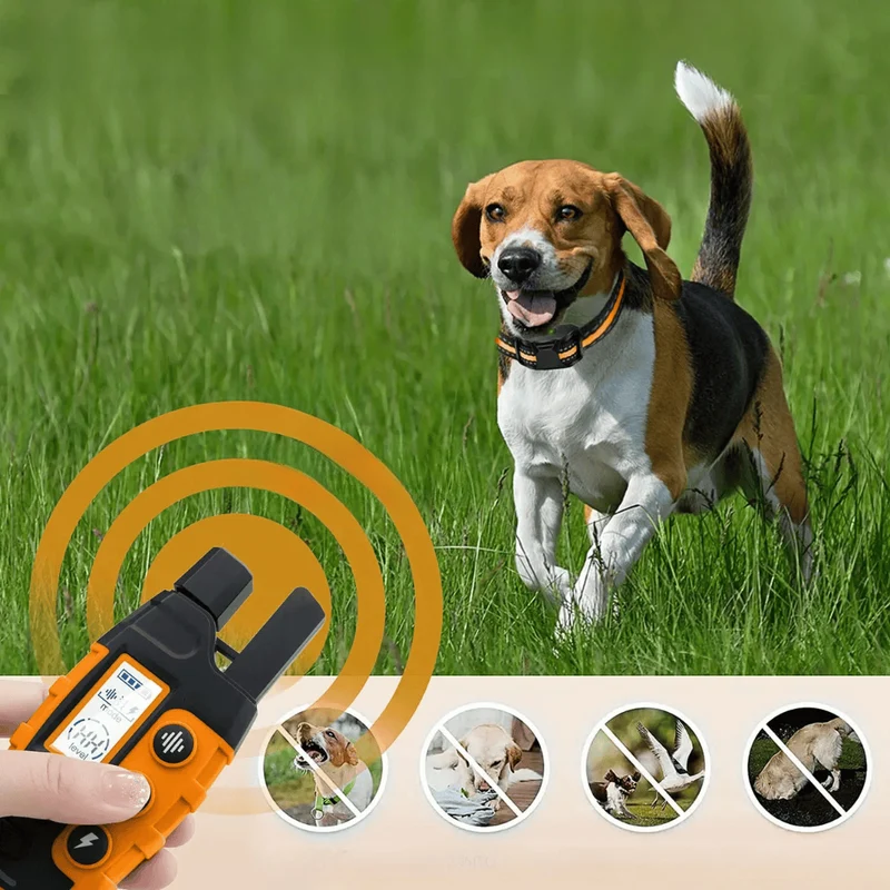 Collier de Dressage pour Chien avec Télécommande Rechargeable