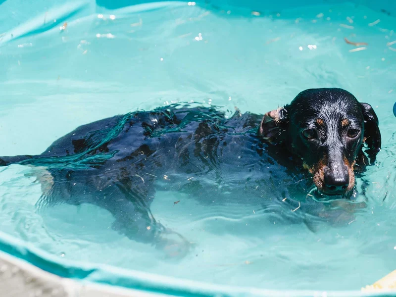 Freedog Piscina Antideslizante para Perros