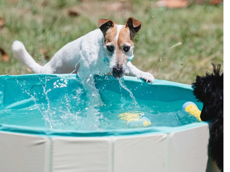 Freedog Piscina Antideslizante para Perros