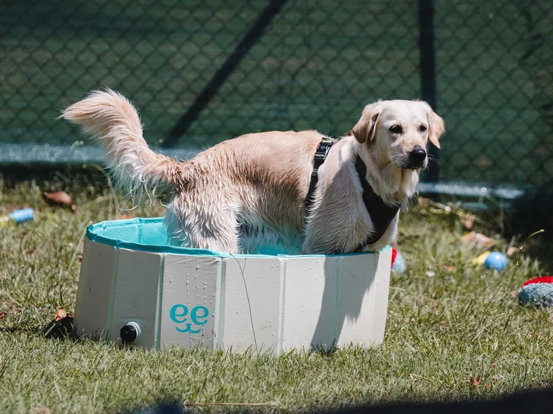 Freedog Piscina Antideslizante para Perros