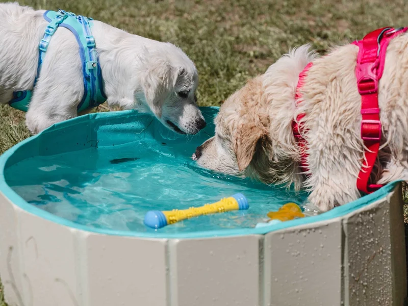 Freedog Piscina Antideslizante para Perros