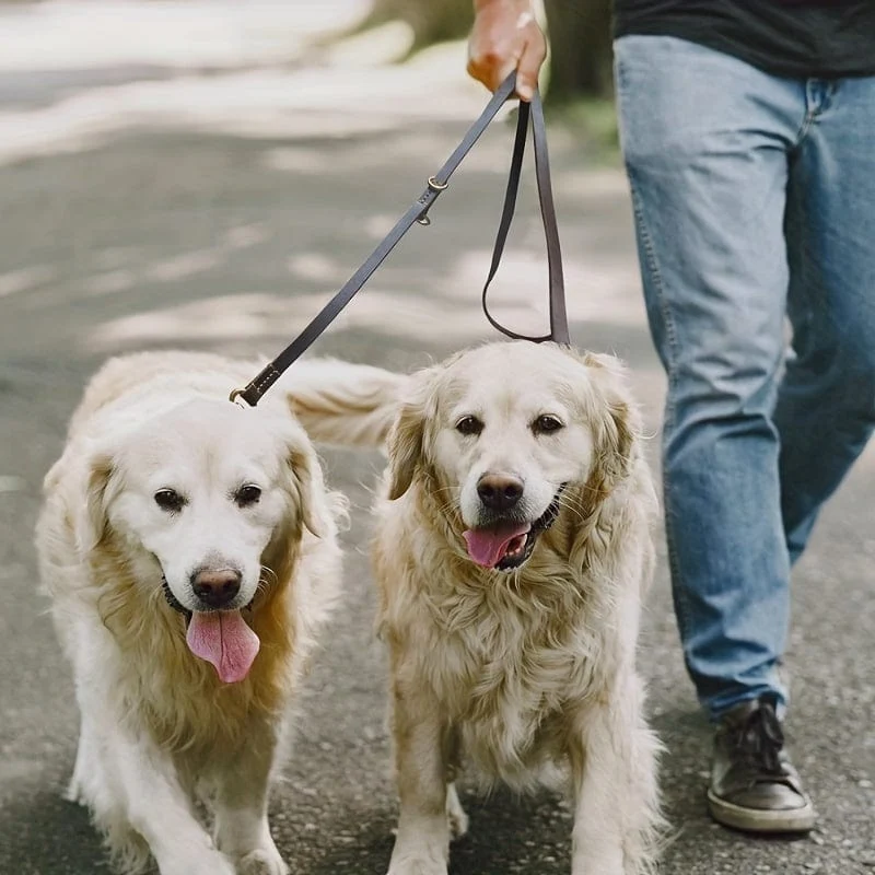 Laisse multifonction pour chien – 6 usages en 1, longueur 2,4 m