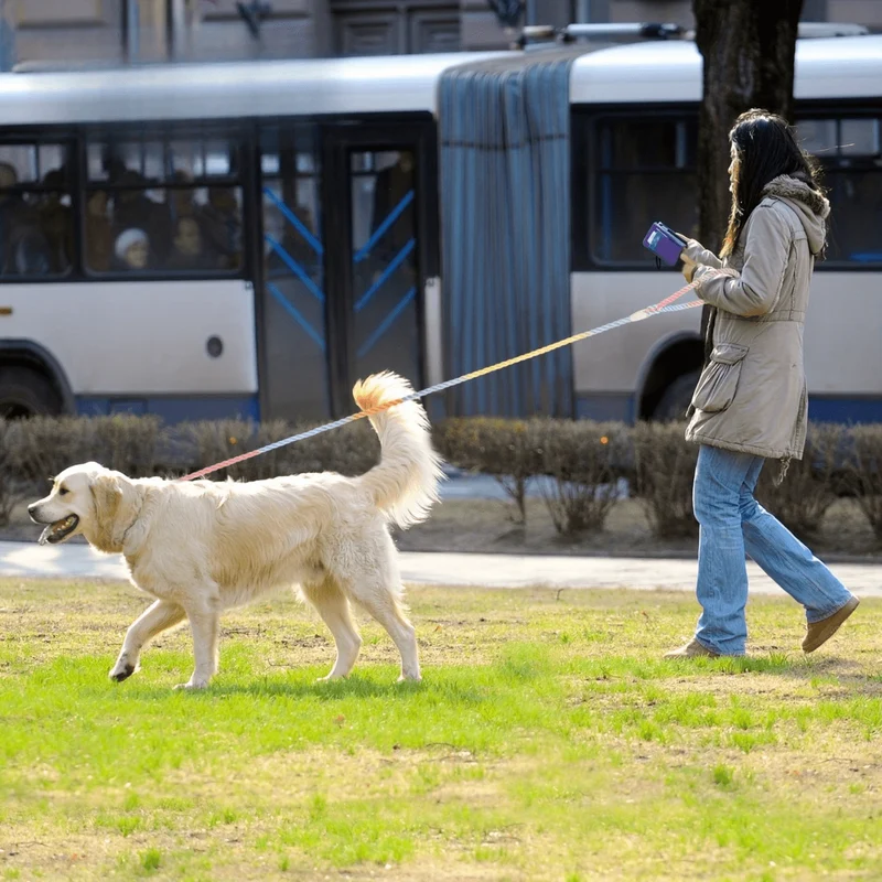Laisse tressée multicolore pour chien – 1,52 m avec mousqueton rotatif 360°