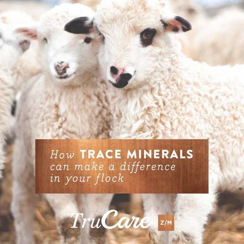 trucare Z/M parte superior-dress Trace mezcla de minerales para multi-species: Cerdos, oveja, Llamas, conejos, Aves de corral (Zinc, Manganeso)